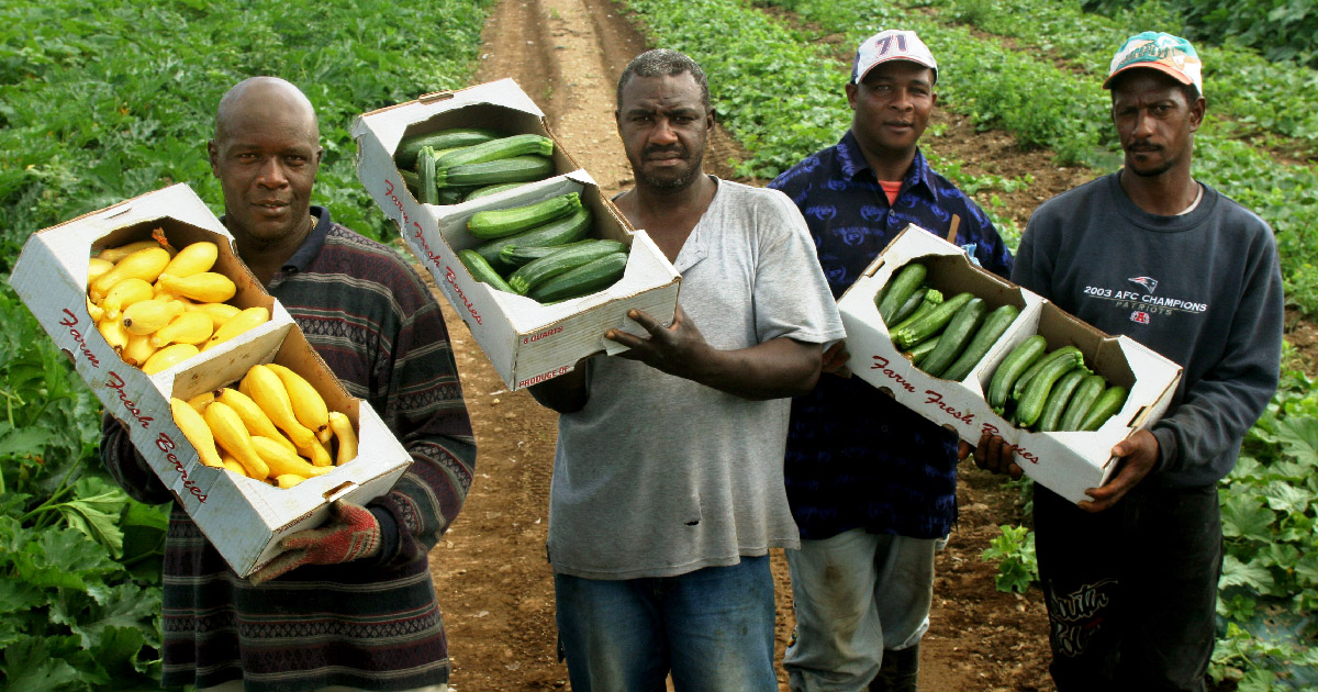 Farmworkers pose with harvest