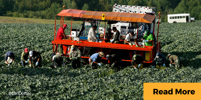 farmworkers in the field