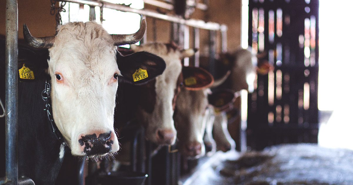 cows at farm