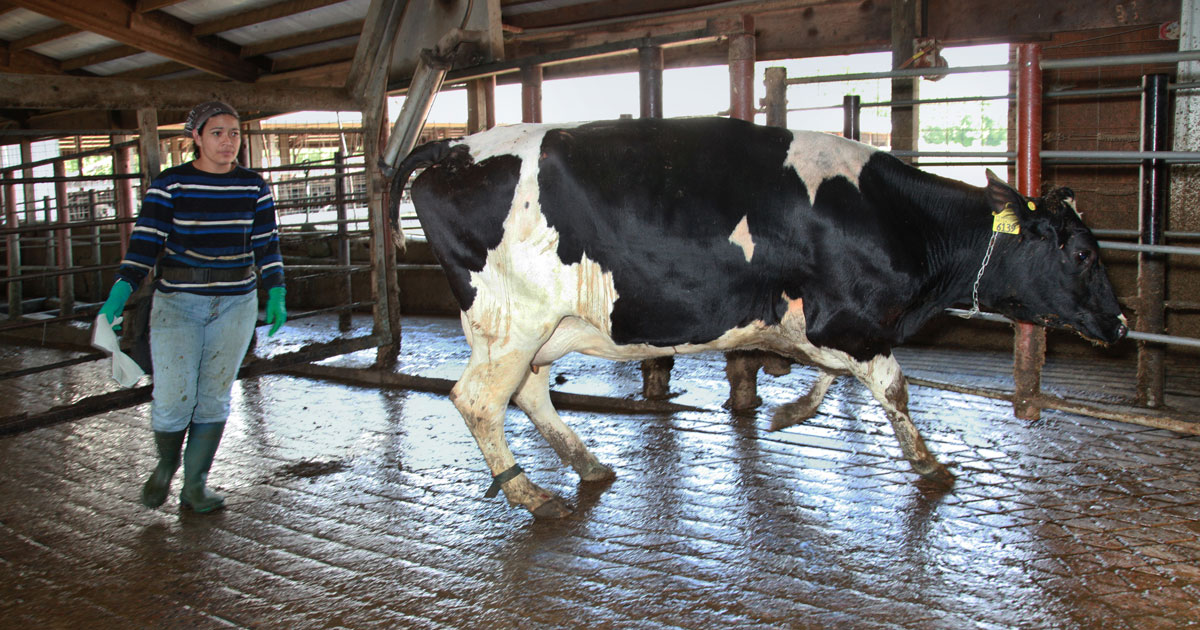 Dairy worker near big dairy cow