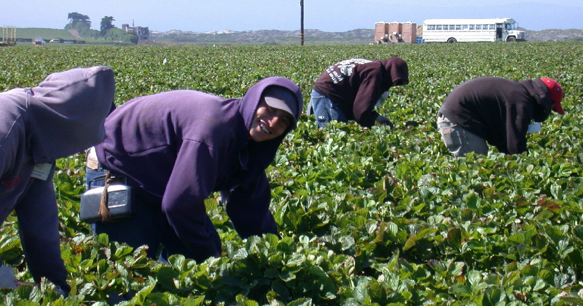 Woman works in farm field