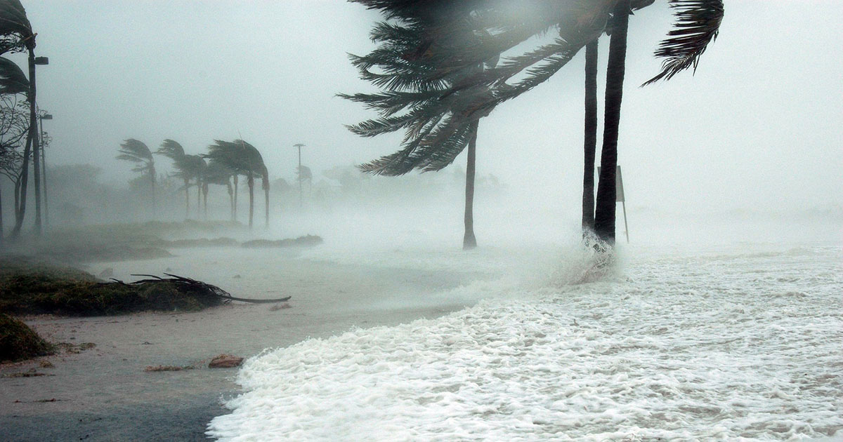 Hurricane thrashing palm trees on the beach