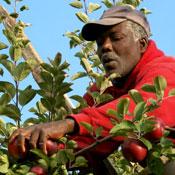 farmworker picking apples