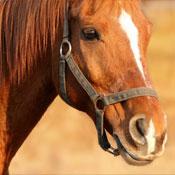 mcn keeping safe on the horse farm