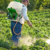 man spraying pesticides on plants