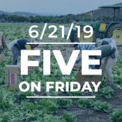 Thumbnail of Farmworkers working in an agricultural field