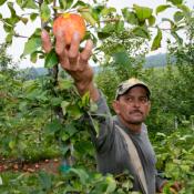 Partnering Through the Pandemic: Keystone Health Agricultural Worker Program’s F