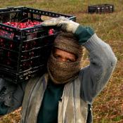 A farmworker carrying cranberries