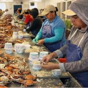 Crab Pickers Face Health Disparities in Maryland, Says New Report