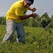 blueberry harvest