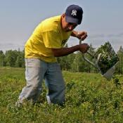 Farmworker harvesting blueberries