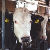 Cows at farm