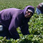 Woman works in farm field