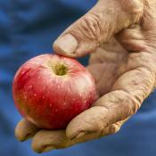 Farmworker's hand holding apple