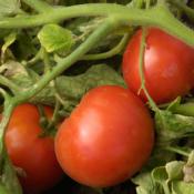 Summer = Tomatoes! How to Keep Tomato Workers Safe and Healthy