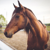 mcn Occupational Safety On the Horse Farm