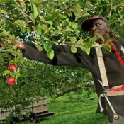 Farmworker harvests apples