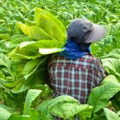 Worker in Tobacco field