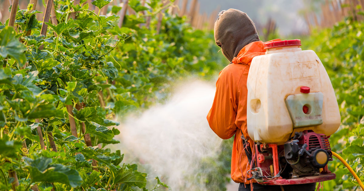 man spraying pesticides on plants