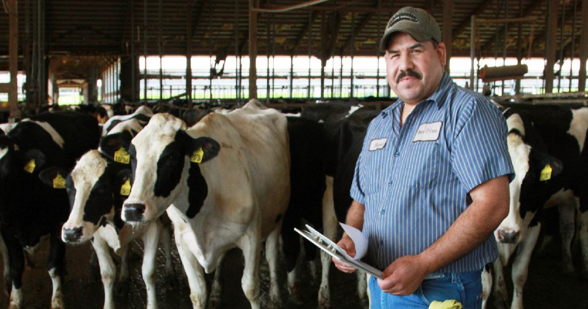 Dairyworker stands with in workplace with cows