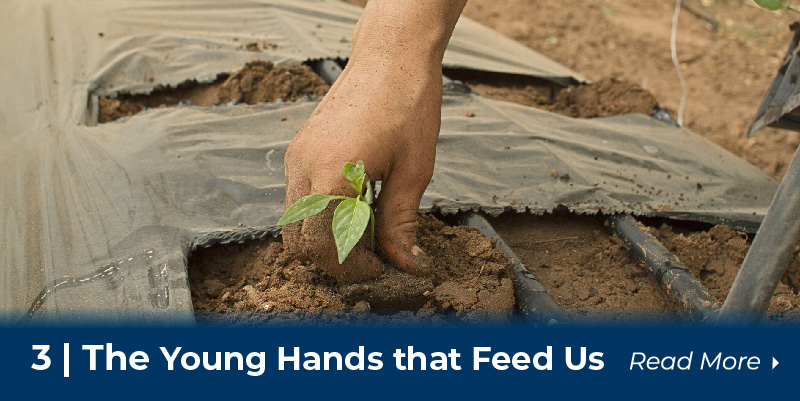 A hand planting a sprout in a field