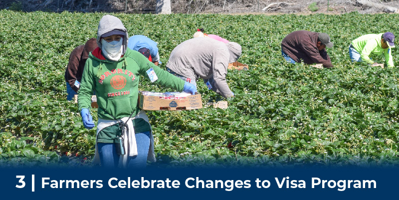 Farmworkers working in field