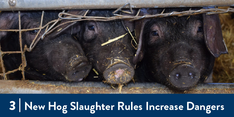 Pigs sticking their noses out of a fence