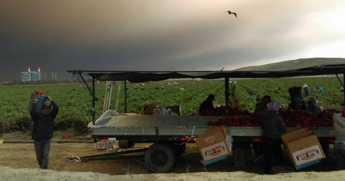 Farmworkers working in agricultural field with heavy smoke in the air. Photo taken by Central Coast Alliance United for a Sustainable Economy 