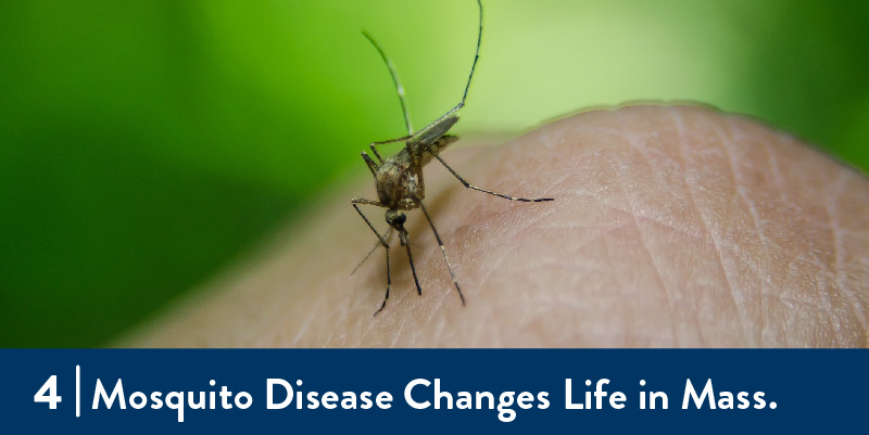 A mosquito biting someone's hand