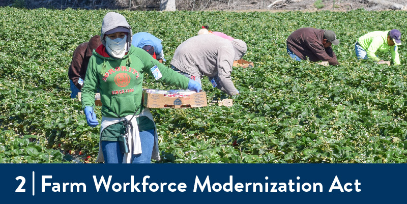 Farmworkers working in field