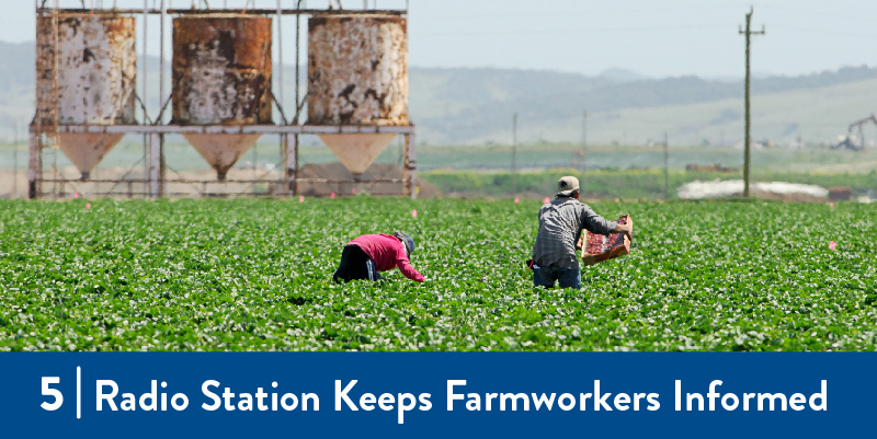 A photo of farmworkers working in the field