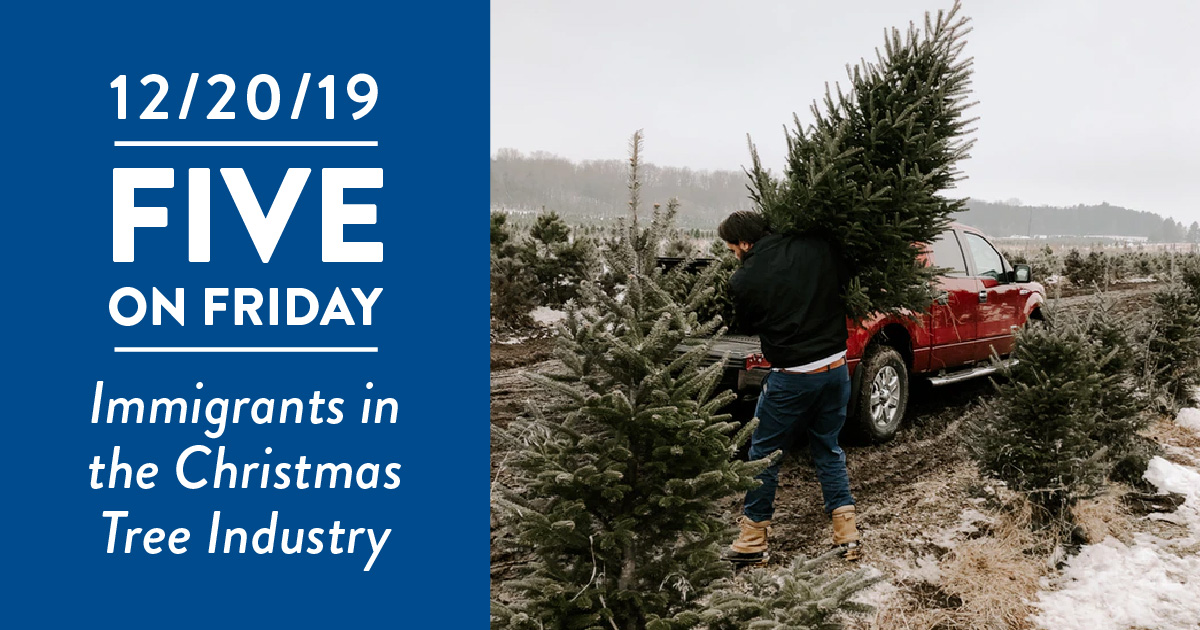 A man loading a christmas tree in to a truck