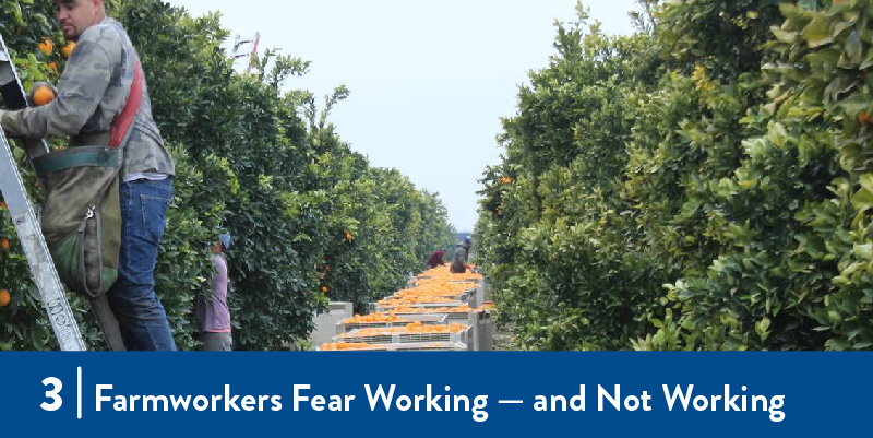 Farmworkers picking oranges