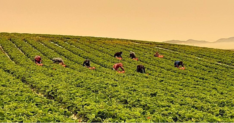 Farmworkers harvesting in the field