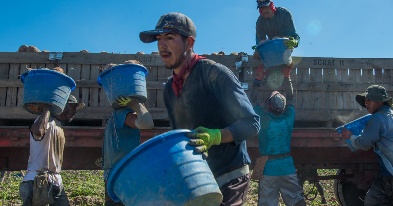 Farmworkers load a truck