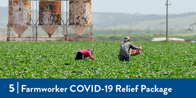 Farmworkers harvesting in the field