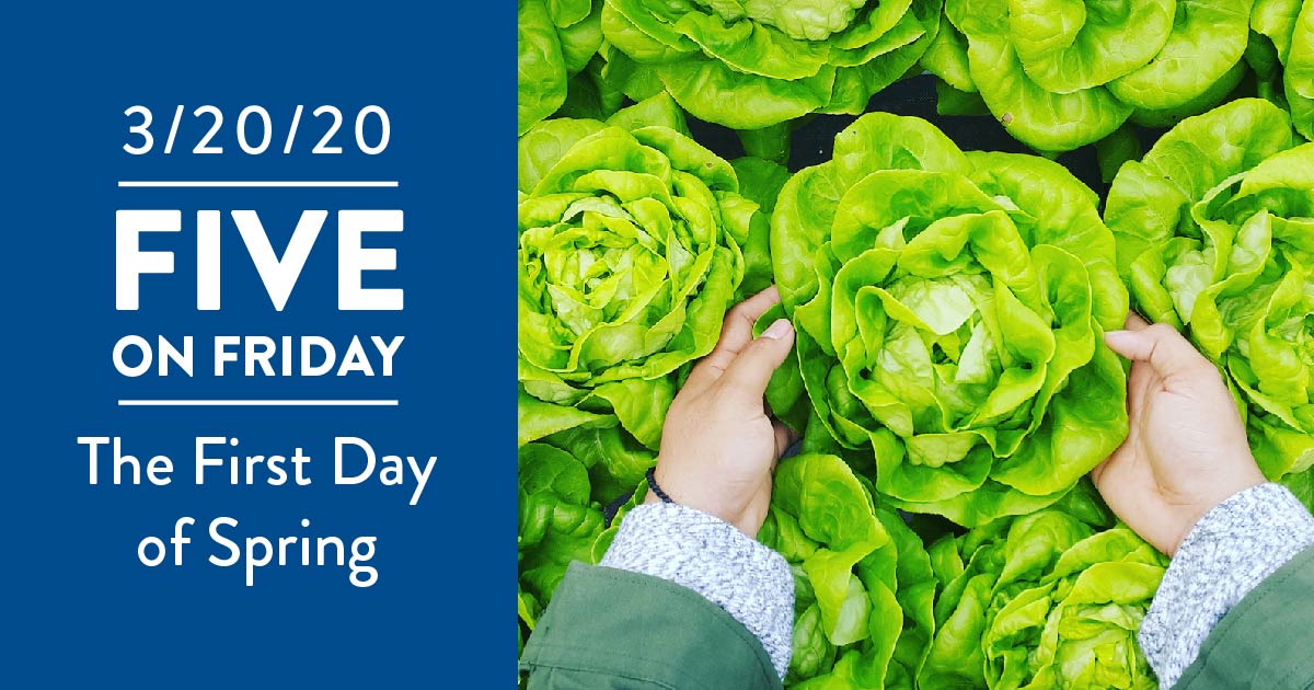 A woman picking lettuce