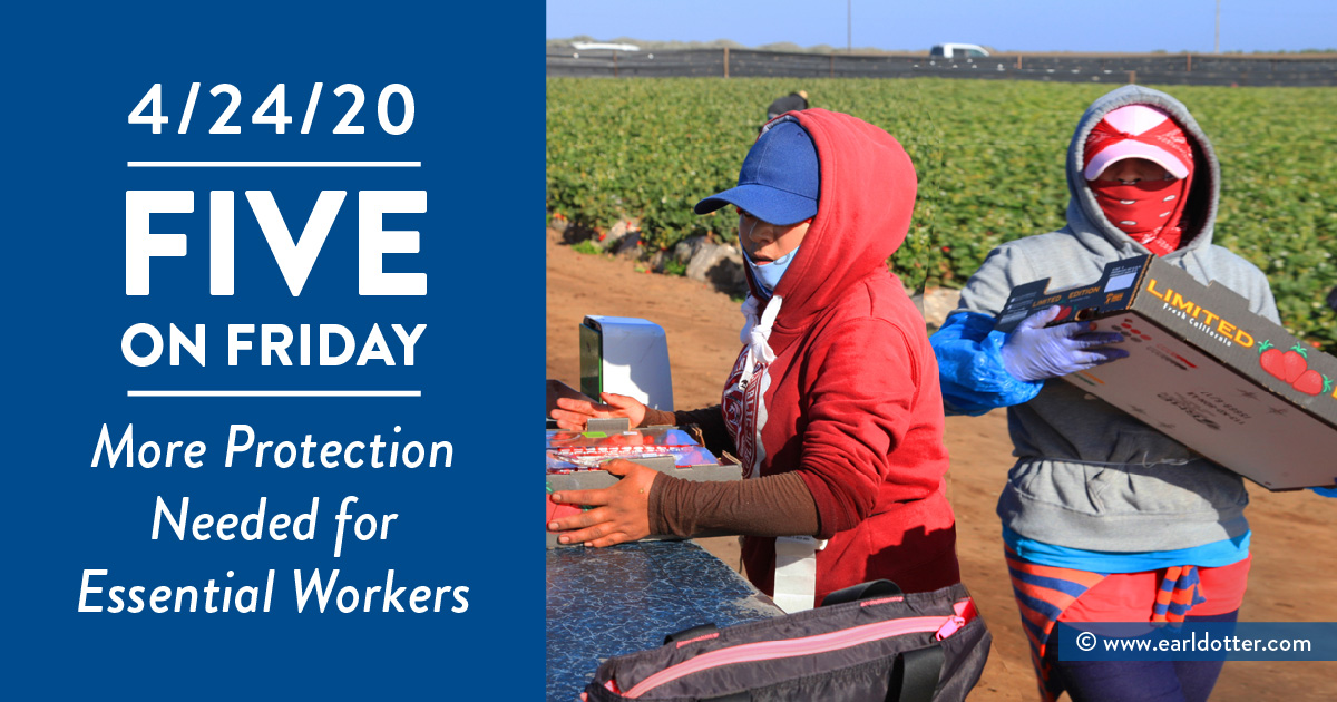 Farmworkers wear bandanas while working