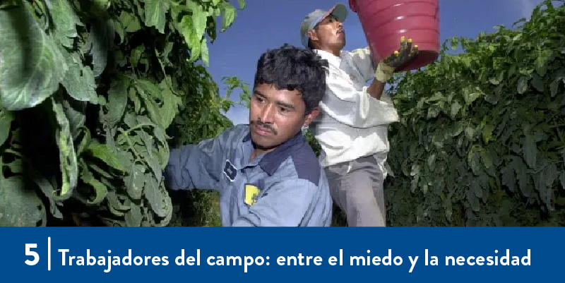 Farmworkers in the field