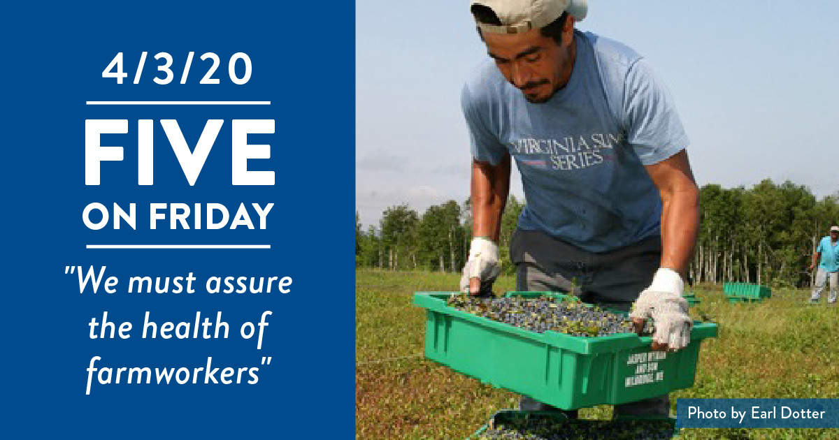 A farmworker stacking crates