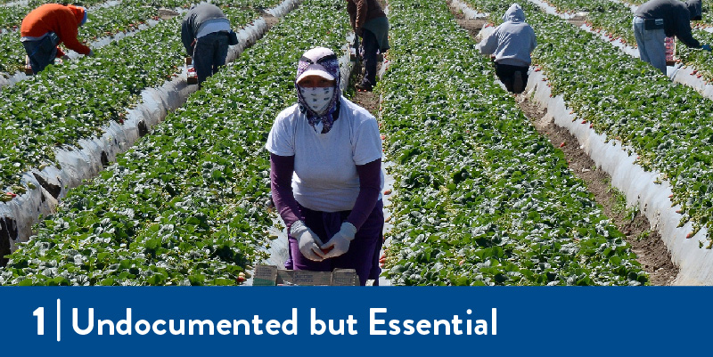 Farmworkers in the field wearing bandanas