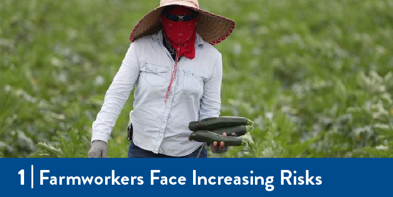 A farmworker carrying produce in the field