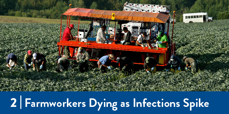 Farmworkers harvesting in the field