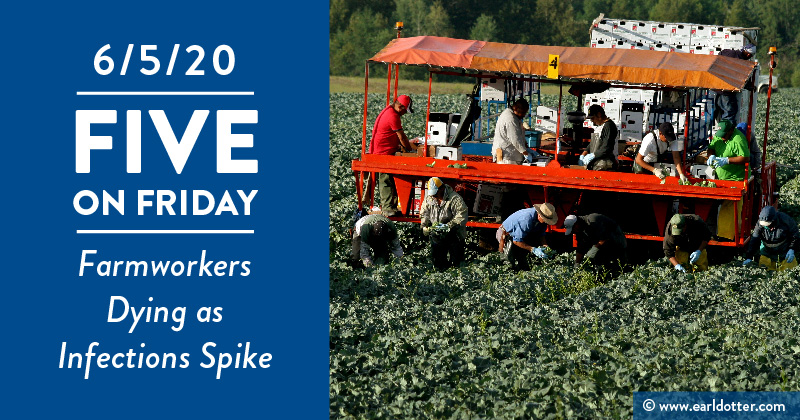 Farmworkers harvesting in the field