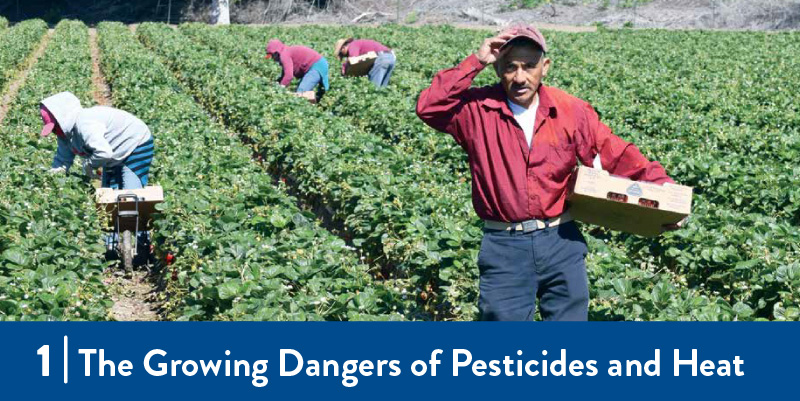 Farmworkers harvesting in the field