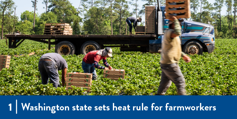 Farmworkers harvesting in the field