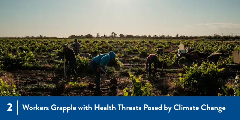 Farmworkers harvesting in the field