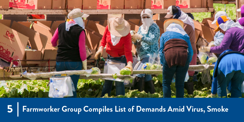 Farmworkers wearing bandanas