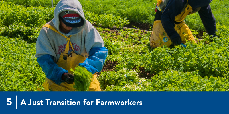 Farmworkers in the field