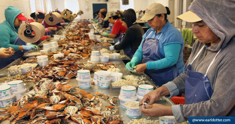 Crabpickers working on the line